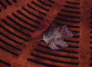 big_leaf_with_rust