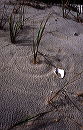 circles_in_the_sand