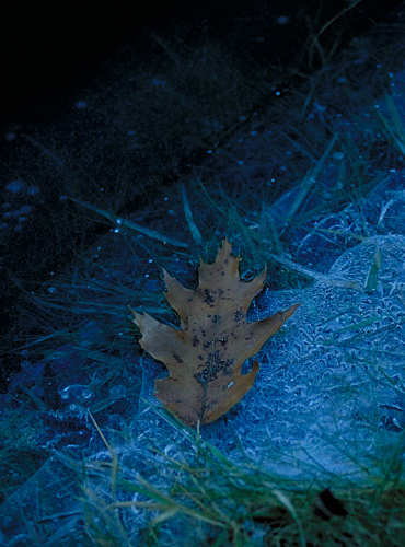 frozen_leaf.jpg