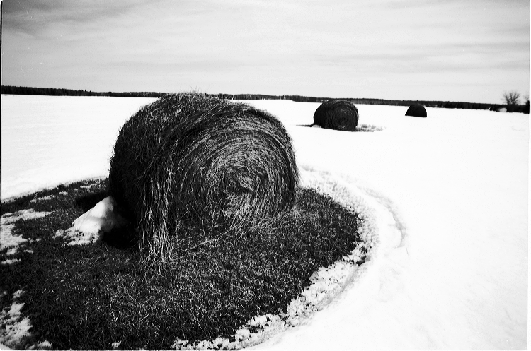 hay_bales_in_snow.jpg