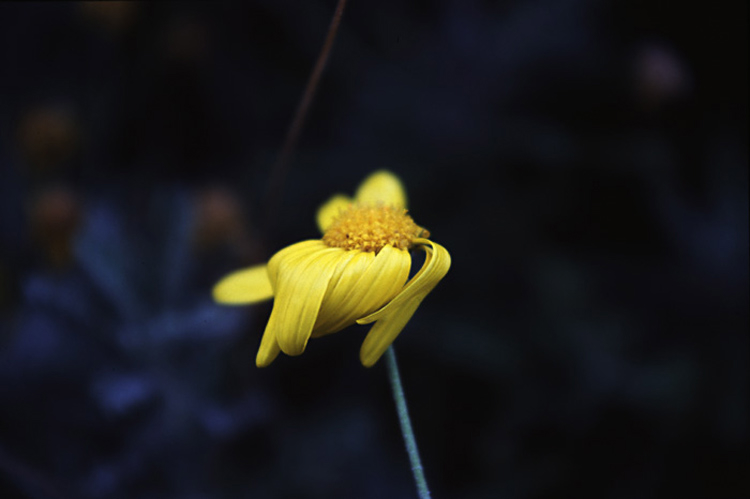 windblown_flower.jpg