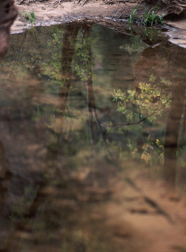 zion_tree_reflection.jpg